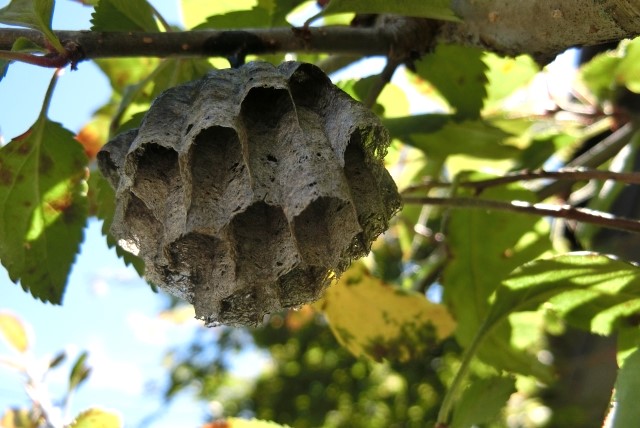 アシナガバチの巣の形状や作りやすい場所