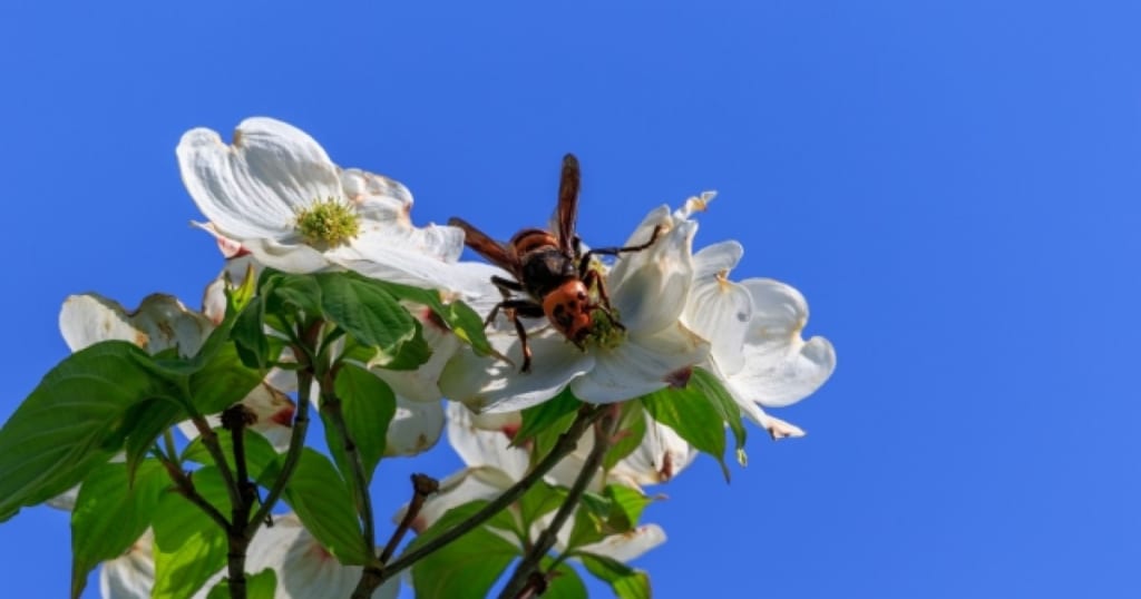 スズメバチの習性を知って対策しよう。種類ごとの特徴や生態を解説
