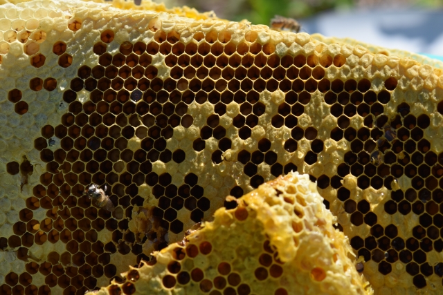 ミツバチの初期の巣の特徴