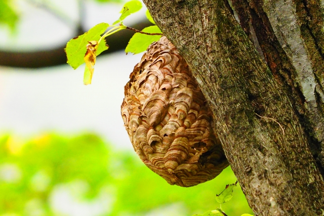 スズメバチの巣の入り口を塞ぐことも危険