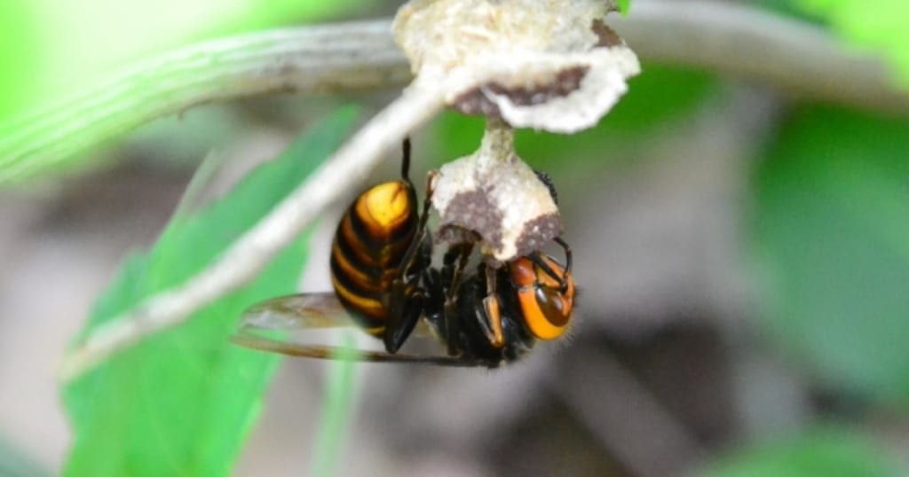 スズメバチの巣は初期が狙い目！自分で駆除する方法や時期を解説