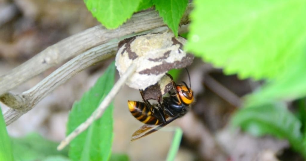 スズメバチの巣を駆除する方法！業者に依頼時の相場や殺虫剤について