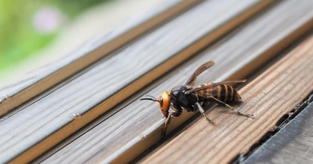 スズメバチの威嚇行動は攻撃前の警告！正しい対処法で身を守ろう