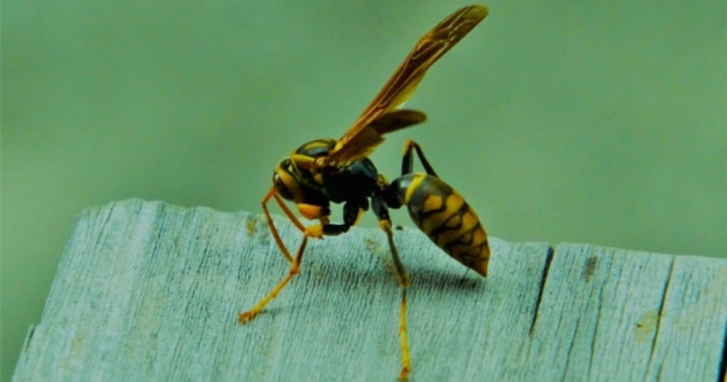 アシナガバチでも『アナフィラキシー』になる？｜ハチ毒の症状・予防