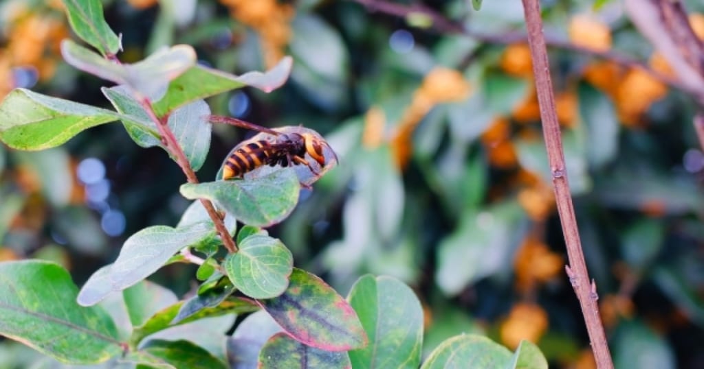 スズメバチは10月まで注意が必要！活動時期や駆除の危険性について