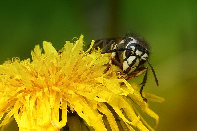 シダクロスズメバチの生態