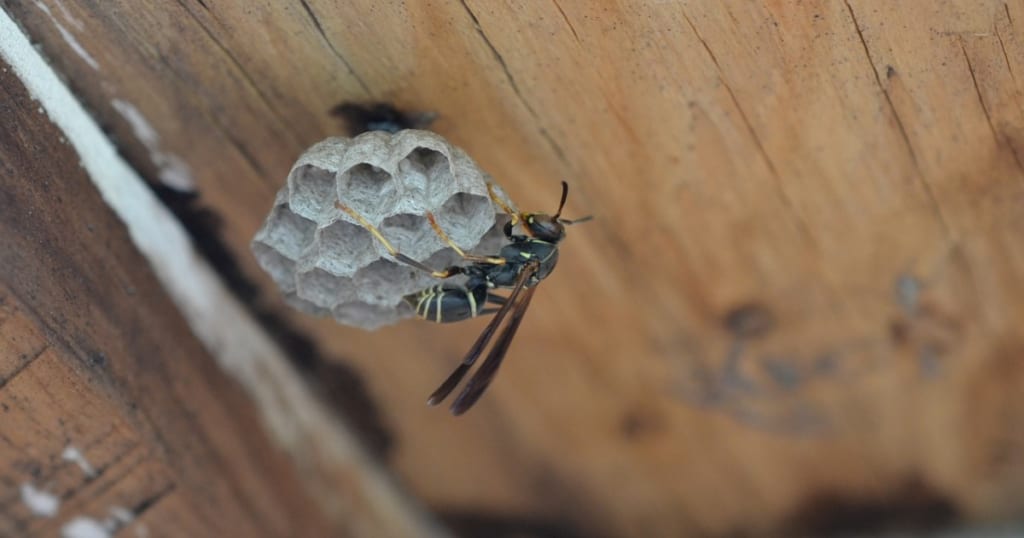 アシナガバチの巣の場所は開放的なところ！自力駆除についても解説