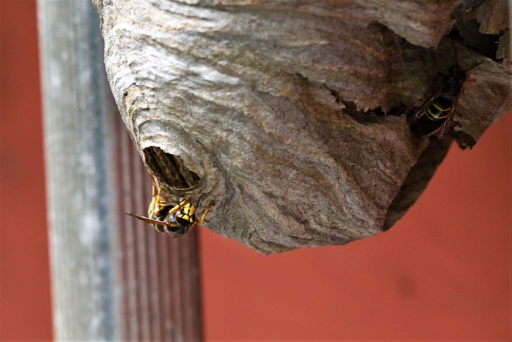 夏から秋はスズメバチの繁殖期