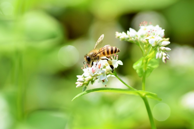 ミツバチの特徴