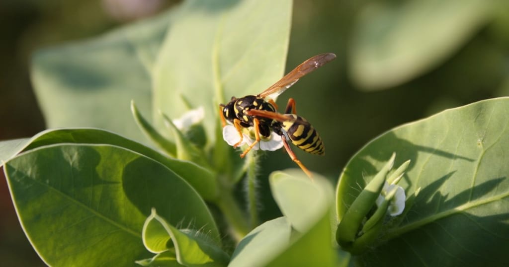 アシナガバチ退治を自力でおこなうための駆除方法や注意点を解説！