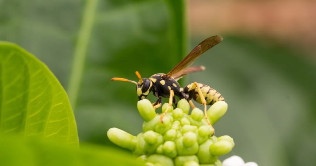 アシナガバチは気温が高まる春から活動！その生態や対策法をご紹介