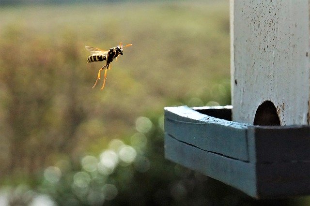 アシナガバチの巣の見分けるポイント｜スズメバチ・ミツバチとの違い