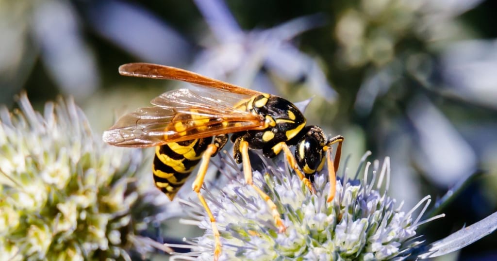 アシナガバチの餌はどんな食べ物？巣の対処法やスズメバチの餌など